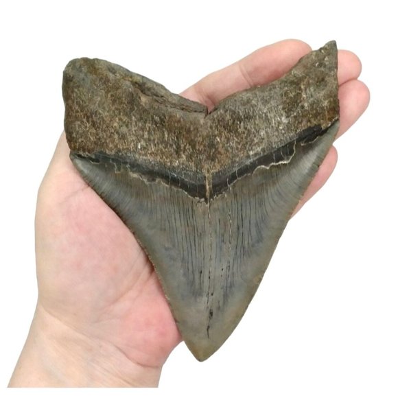 Prehistoric Otodus Megalodon Fossilized Shark Tooth Massive Top Quality Specimen - Picture 2 of 9